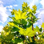 Platan javorolistý (Platanus x acerifolia) - výška 200-230 cm, obvod kmeňa 4/6 cm, kont. C20L